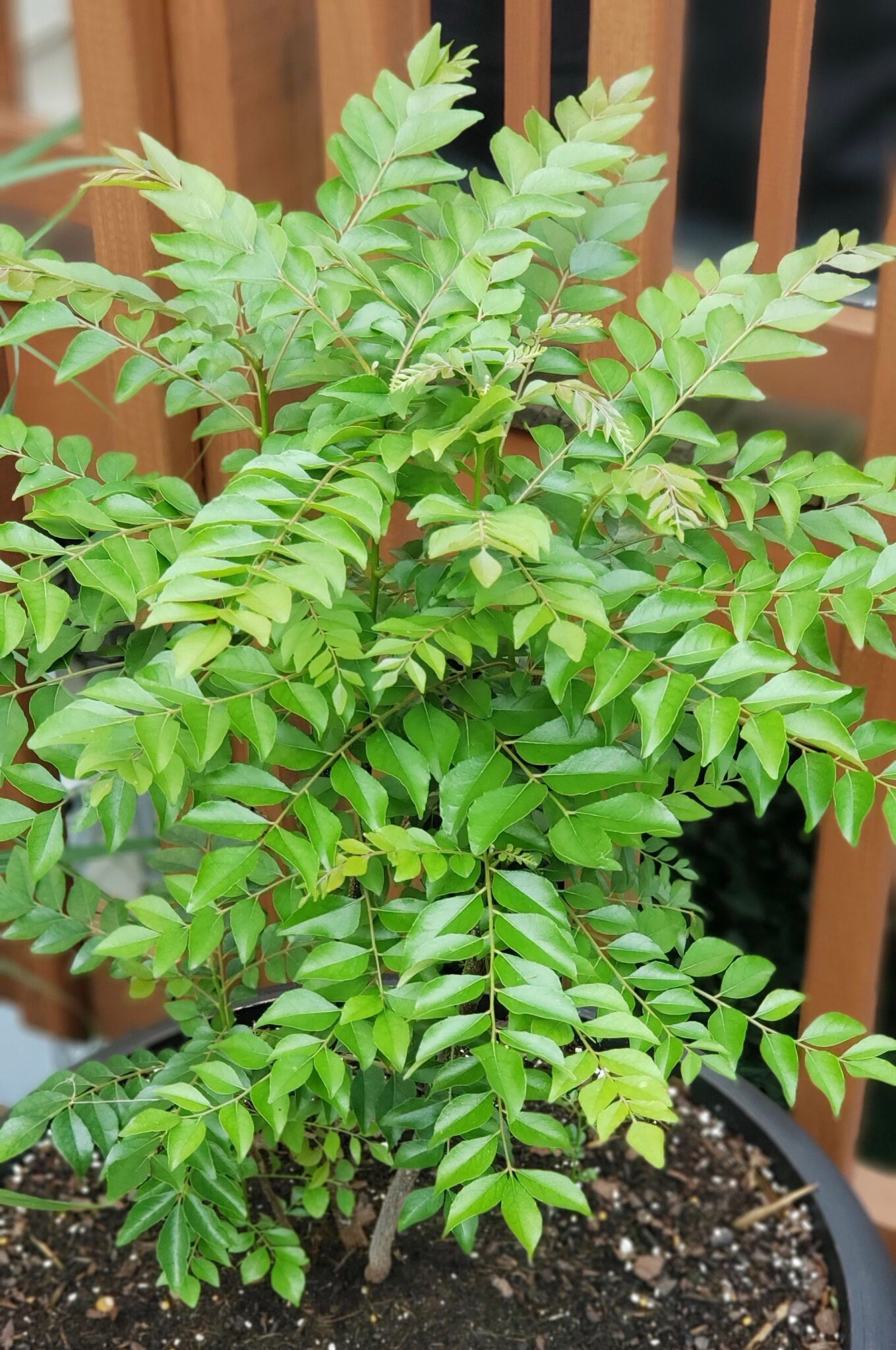 Curry Leaf Plant Care