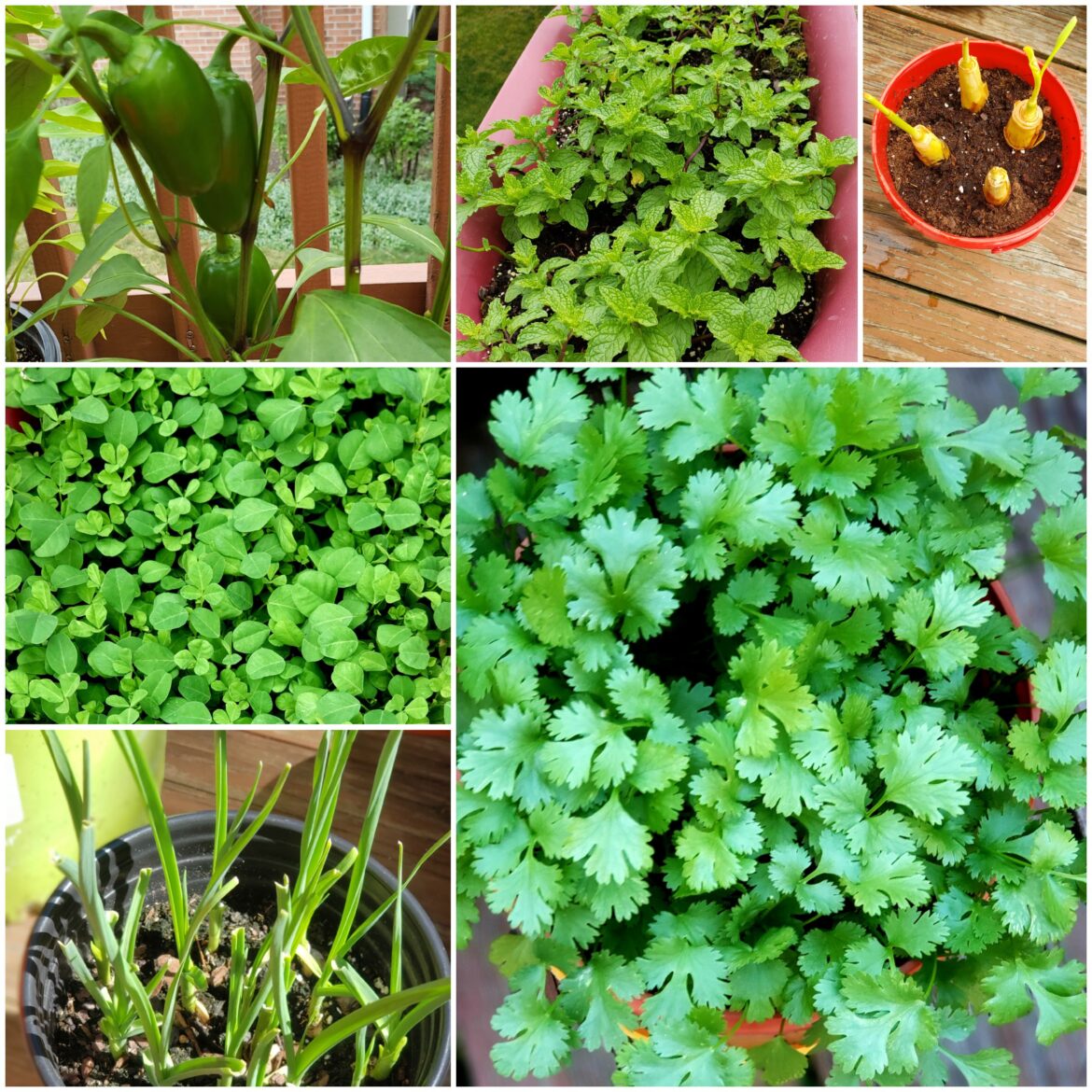 Plants and Herbs you can grow from kitchen scraps and pantry!